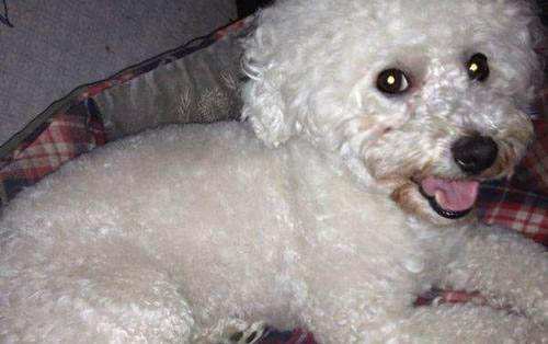 比熊犬能長多大