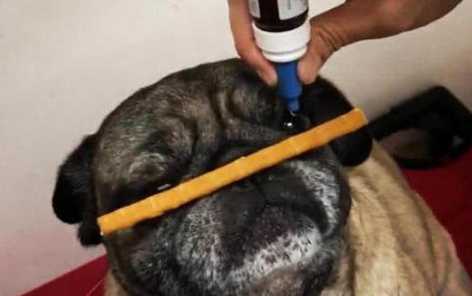 狗狗能吃火龍果嗎白心的