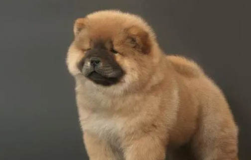 松獅犬分娩需要多長時(shí)間