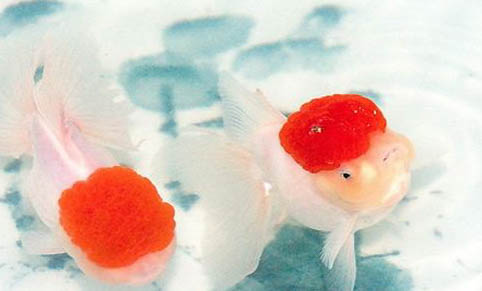養(yǎng)金魚幾天換一次水