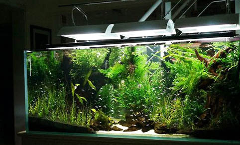 魚缸里有很多小泡泡