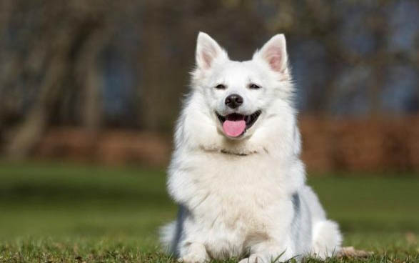 小薩摩耶犬多少錢一只