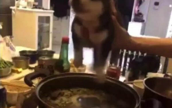 小狗吐血拉血怎么治療