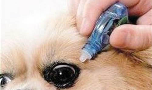 狗狗一直打噴嚏怎么辦？
