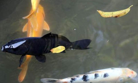 怎樣做好海水觀賞魚(yú)的運(yùn)輸
