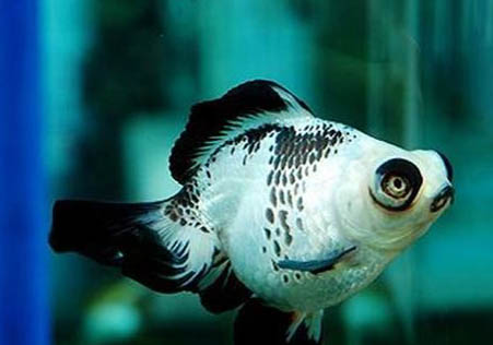 熊貓鼠魚好養嗎？