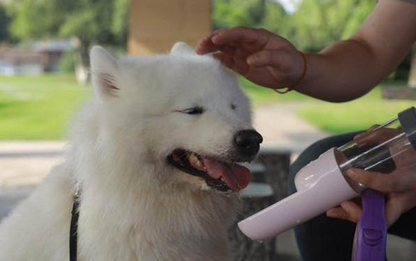 狗狗骨折后會疼痛多久?