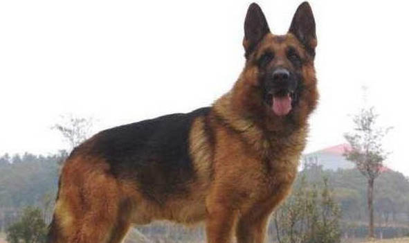 德國牧羊犬骨折癥狀有哪些