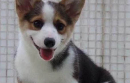 狗狗懷孕幾個月生產前什么癥狀
