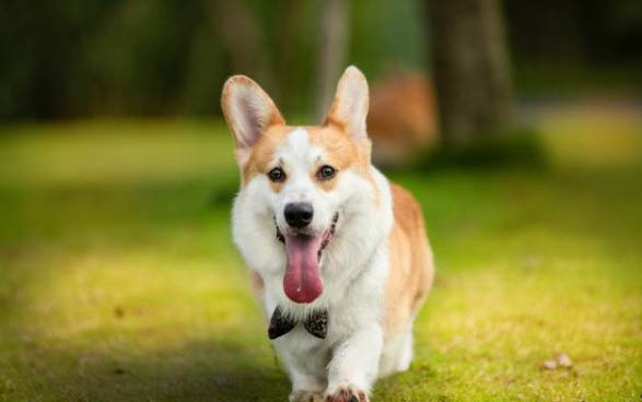 狗狗一切正常突然猝死