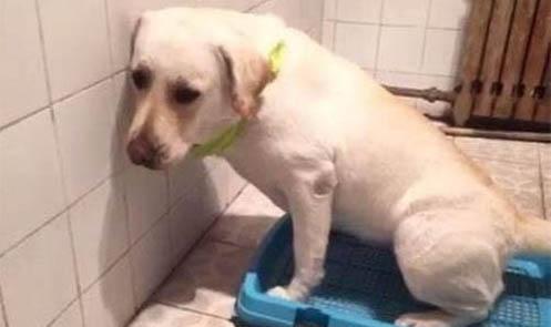 如何挑選健康狗崽幼犬糧比較好?