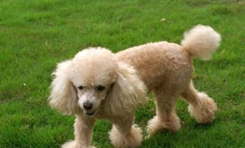 貴賓犬多久刷一次牙比較好