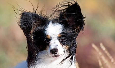 白色蝴蝶犬多少錢(qián)一只(純種)