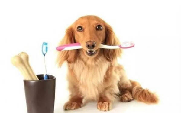 狗狗羊水破了多久生