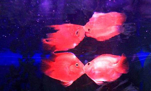 接吻魚能和金魚混養嗎