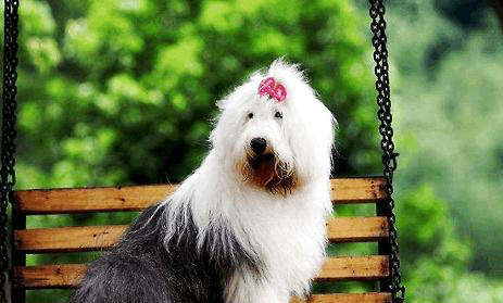 怎么樣挑選邊境牧羊犬幼犬