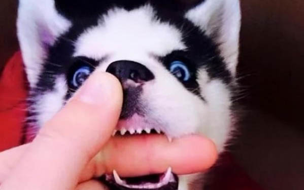 狗狗生了一只沒動靜了