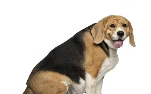 泰迪狗腸炎需要禁食嗎