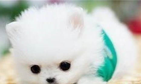 犬細小治愈后多久恢復正常呢