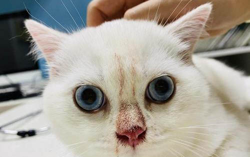 小貓為什么老是叫