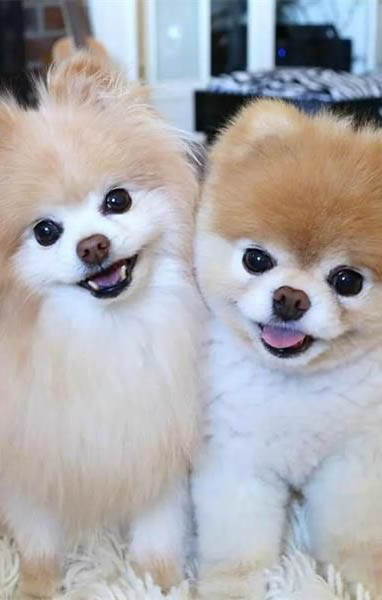 狗狗得犬瘟后有哪些癥狀