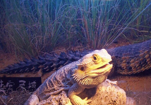 鬃獅蜥蜴發黑的原因