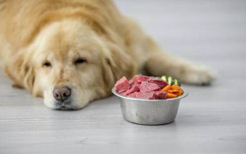 狗狗皮膚化膿吃什么消炎藥
