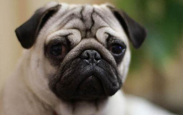 巴哥犬怎么驅蟲