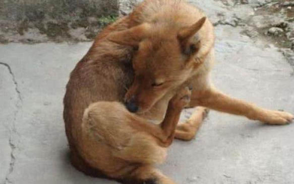 怎么讓小狗不叫