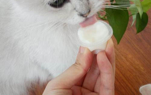 小貓骨折了能自愈不?