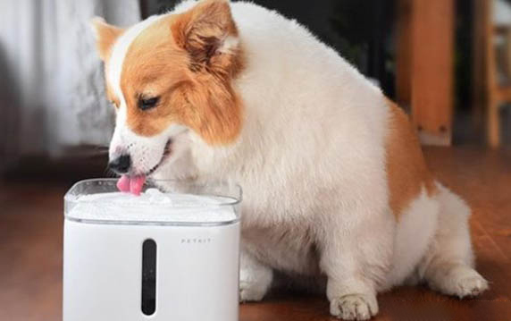 狗狗把芒果核吃掉了會有事嗎?