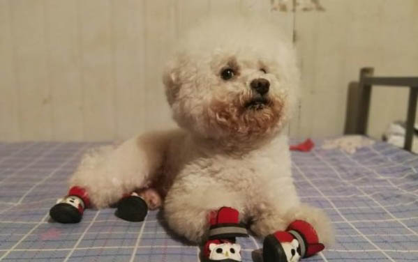 小狗可以洗澡嗎?