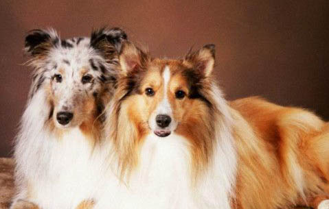 喜樂蒂牧羊犬骨折癥狀有哪些
