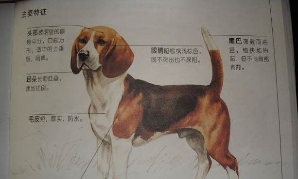 比格犬好養嗎?不兇聽話高智商很好養