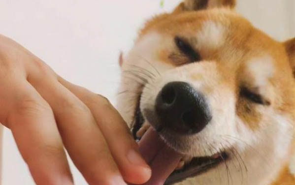狗媽媽呼喚小狗的叫聲