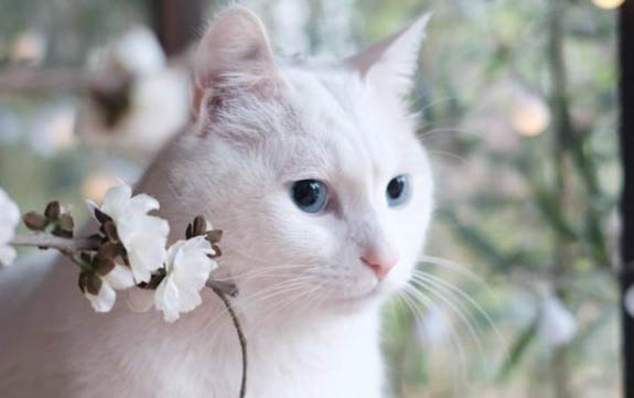 小貓一直叫怎么辦