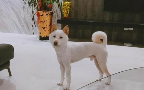 巴哥犬狂犬疫苗一年打一次嗎