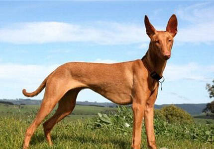 不列塔尼獵犬哪里有賣
