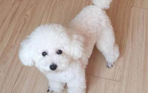 狗狗肚子上長腫瘤有什么癥狀