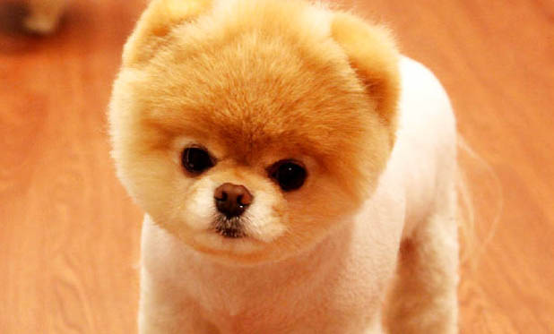 博美犬哪里有賣