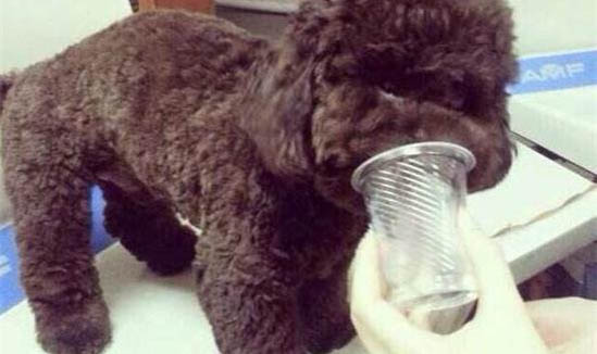 十個(gè)不養(yǎng)貴賓犬的理由