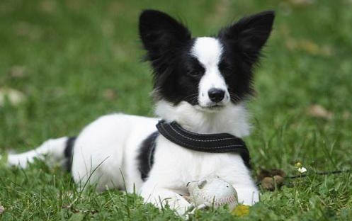 蝴蝶犬怎么養?