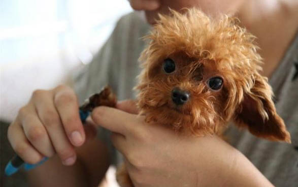 狗生死胎的四種原因及處理方法