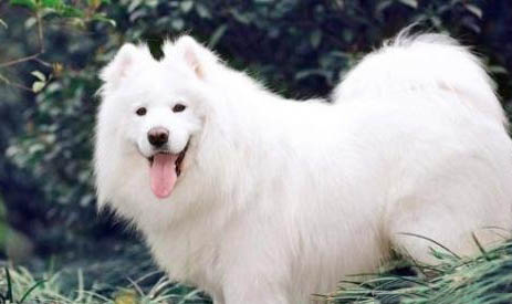 怎么看狗狗旺不旺財