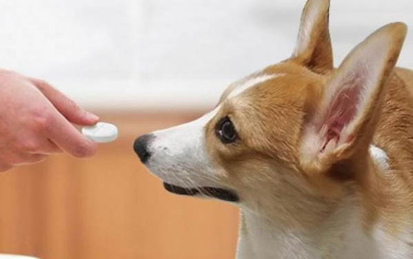 狗狗的體外寄生蟲有哪些