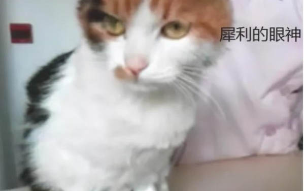 貓鼻支怎么治療效果好
