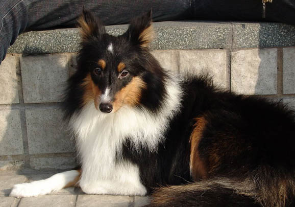 喜樂蒂牧羊犬的優(yōu)點(diǎn)和缺點(diǎn)是什么