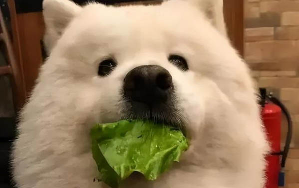 狗狗不能打哪個部位,狗狗的這5個位置千萬不能打
