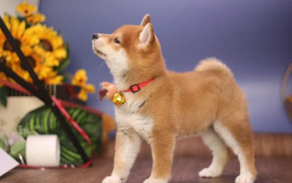 柴犬幾個月換毛變色，換毛色期在3～7個月