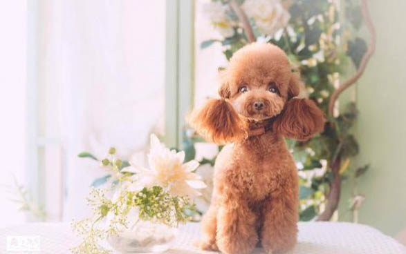 瘋狂的小狗狗糧能吃么